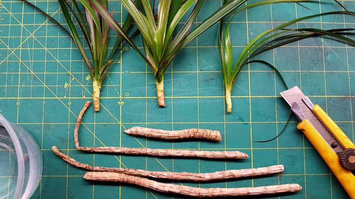 Willow weeping tree cuttings grow