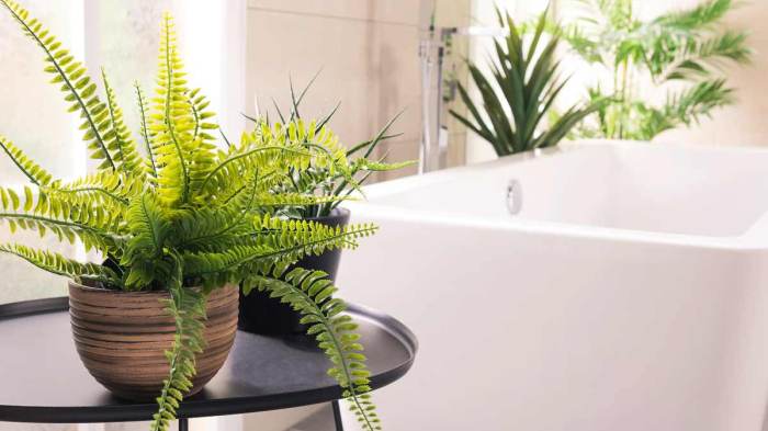 Plants to Make a Bathroom Smell Nice: Fresh Scents for Your Space