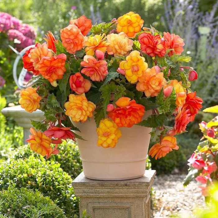 How to Grow Begonias in Pots: A Guide for Beginners