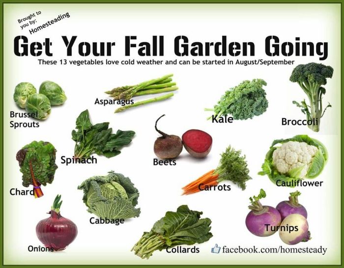 Vegetables to plant in august