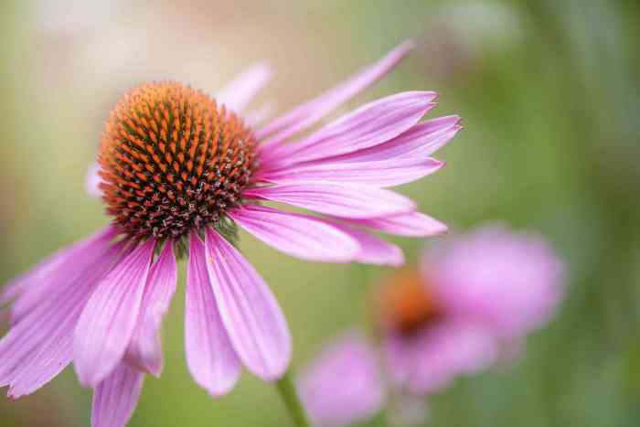 Blooming tolerant perennials liatris gayfeather perennial blazing survive thrive shade extreme brutal