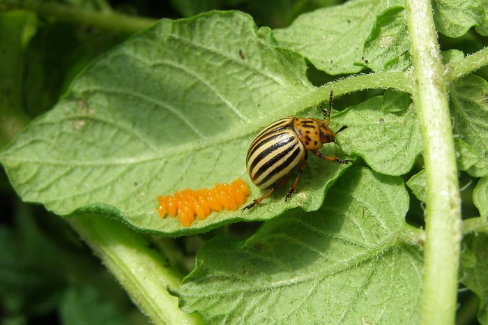 Potato colorado beetle eat ladybugs beetles bug do eggs garden ladybug