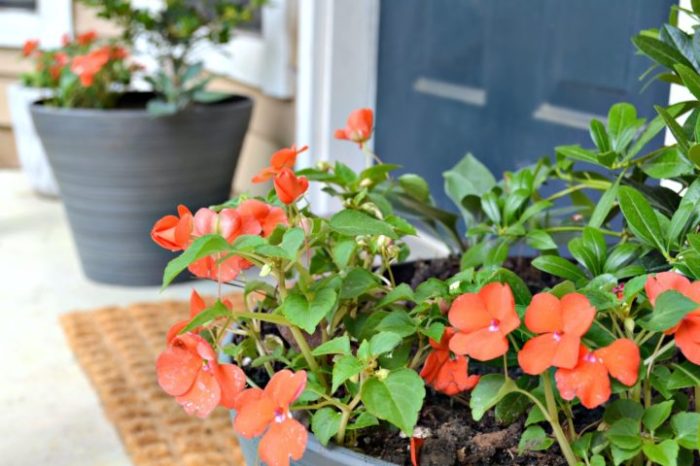 Plants to Make a Porch Smell Nice: A Guide to Fragrant Gardens