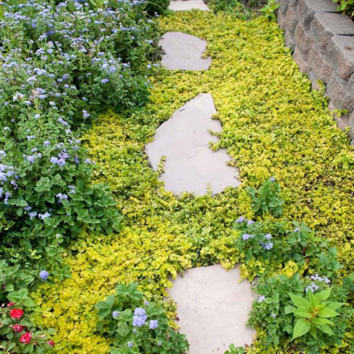 Thyme creeping purple backyards laszlo podor