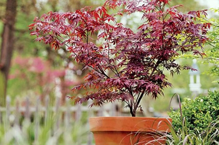 How to grow japanese maples in pots