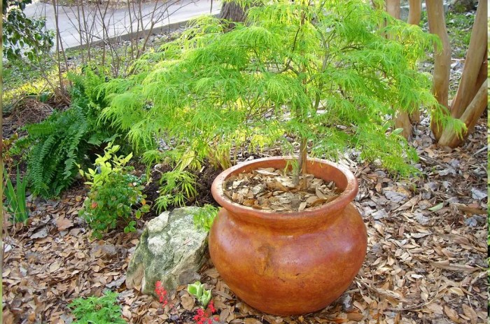 Maples potting planting