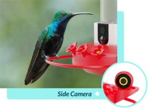 Hummingbird Feeder Cameras: A Window into Their World