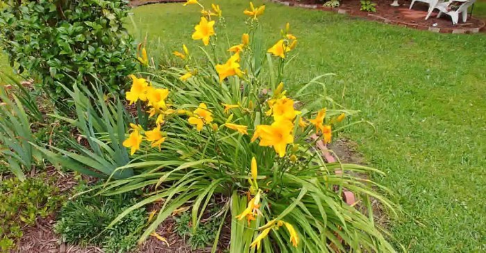 Daylily daylilies deadheading prune thegardeningcook