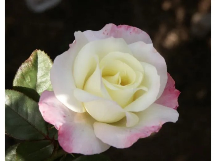 Floribunda roses