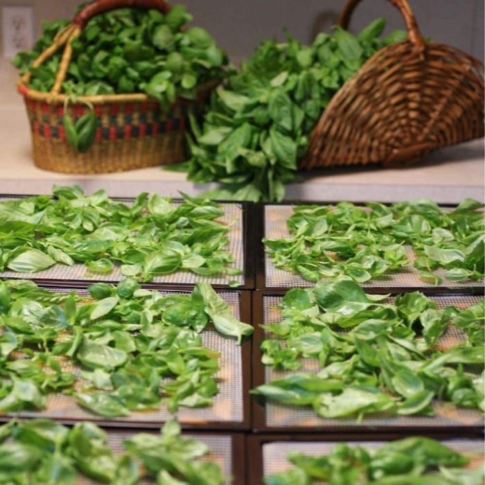 How to Dry Basil: A Step-by-Step Guide