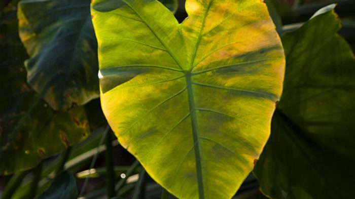 Why is my elephant ear plant turning yellow