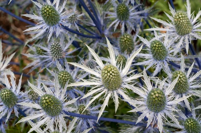 How to grow and care for eryngium