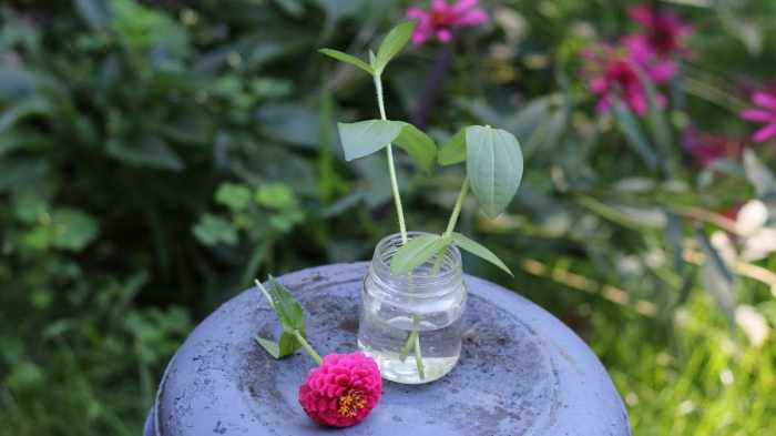 Zinnias pruning stems