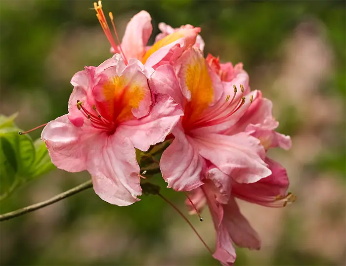 How to take azalea cuttings