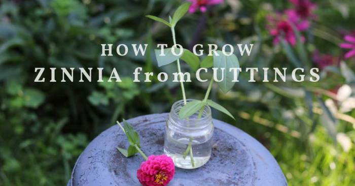 How to propagate zinnias from cuttings