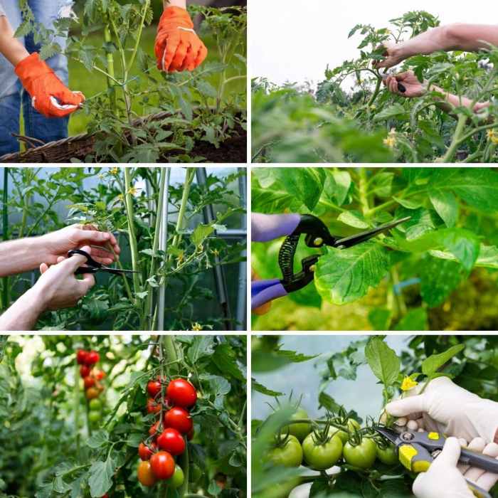 Suckers prune pruning savvygardening tomatoes cherry pinching vegetable