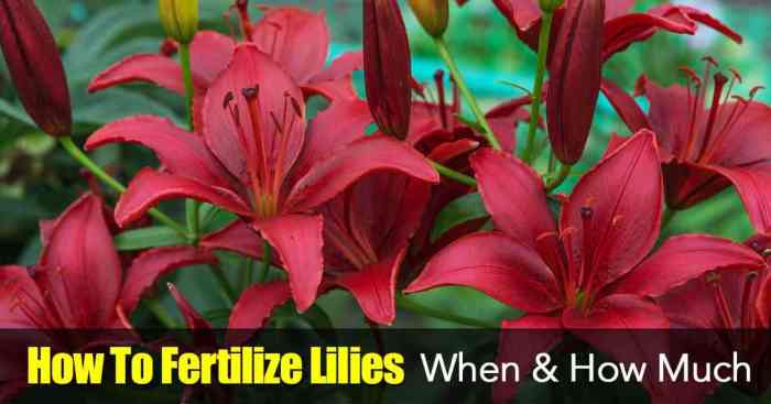 How to fertilize lilies