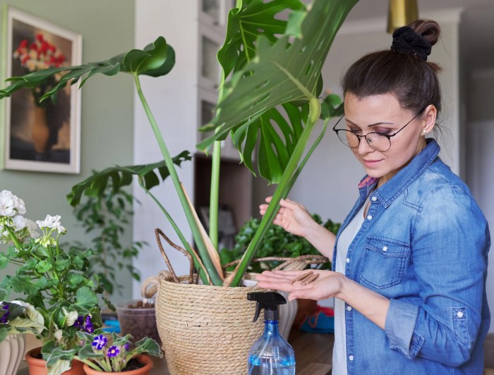 How to fertilize a monstera