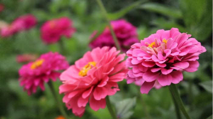 How to propagate zinnias from cuttings