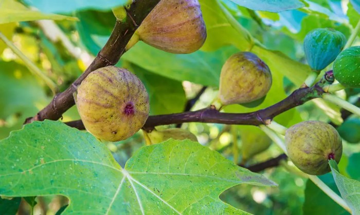 How to get a fig tree to fruit