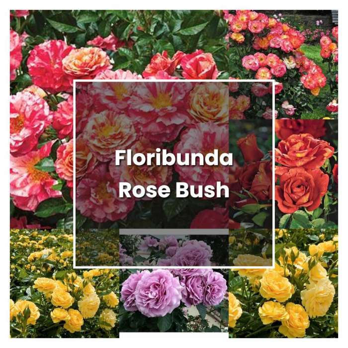 Floribunda planting watered