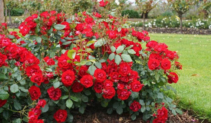 How to grow floribunda roses