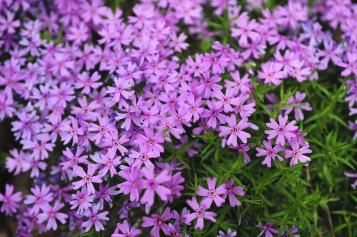 Flowering creeping phlox foxglove spruce