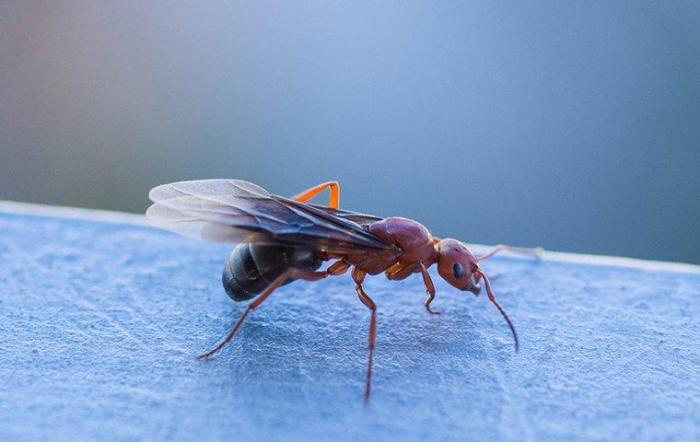 How to Get Rid of Flying Ants: A Complete Guide