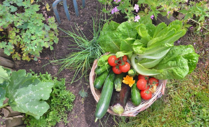 Vegetables to plant in august