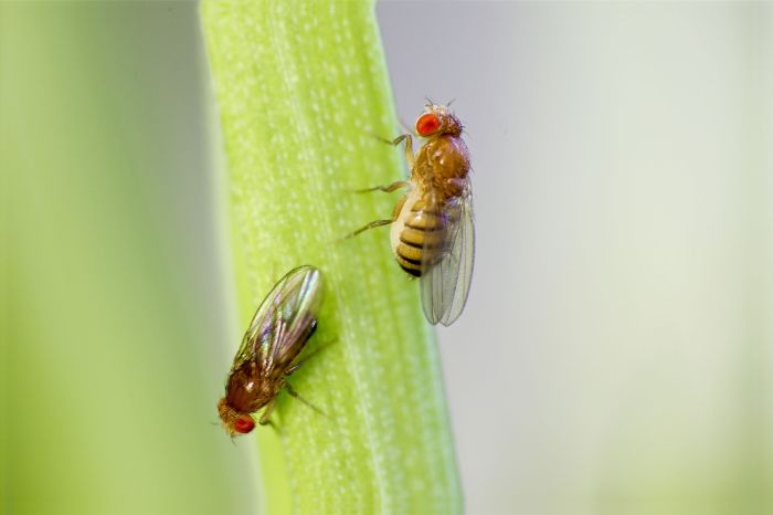 Houseplant gnat infestation