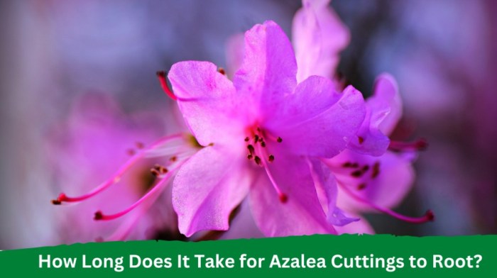 How to take azalea cuttings