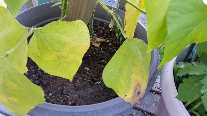 Why are my bean plants turning yellow