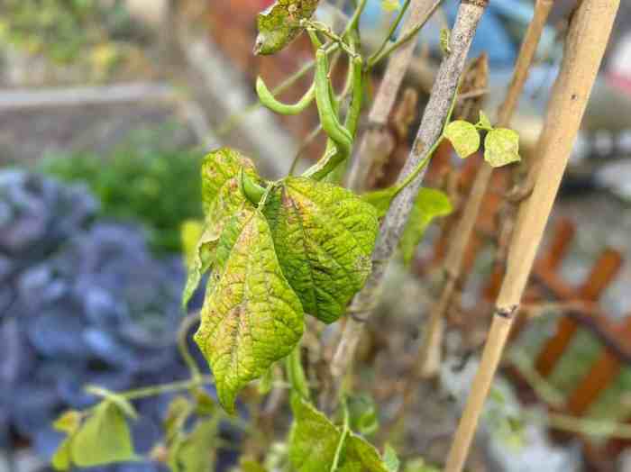 Why are my bean plants turning yellow