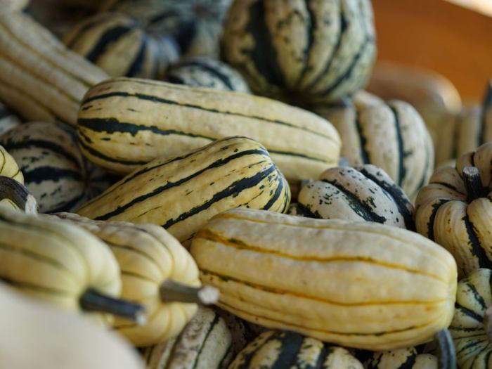 How to grow delicata squash