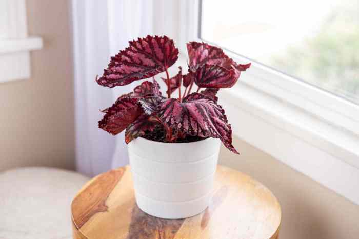 How to grow begonias in pots