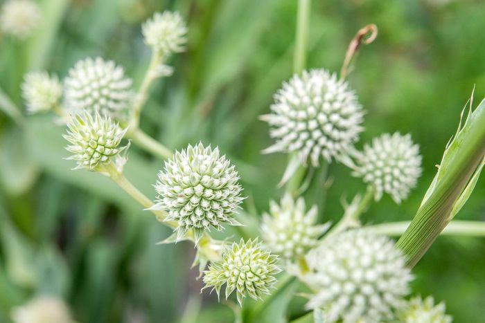 Eryngium spruce adrienne legault