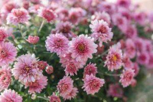 Best Perennials to Plant in Fall: A Guide to Thriving Gardens