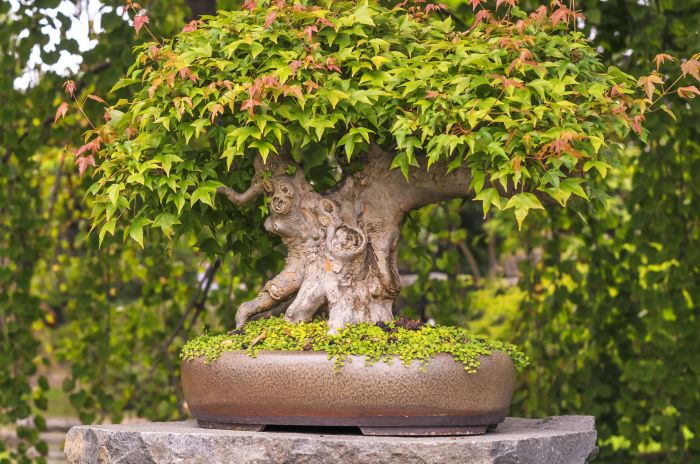 How to grow japanese maples in pots