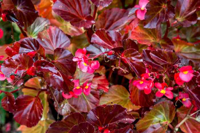 Begonias begonia