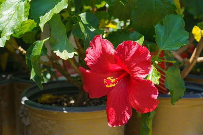 Hibiscus seeds germination