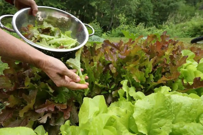 How to harvest lettuce seeds