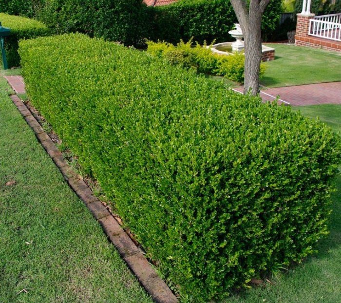 Hedge yew hedging evergreen taxus baccata plants ebay english 4yr trees old