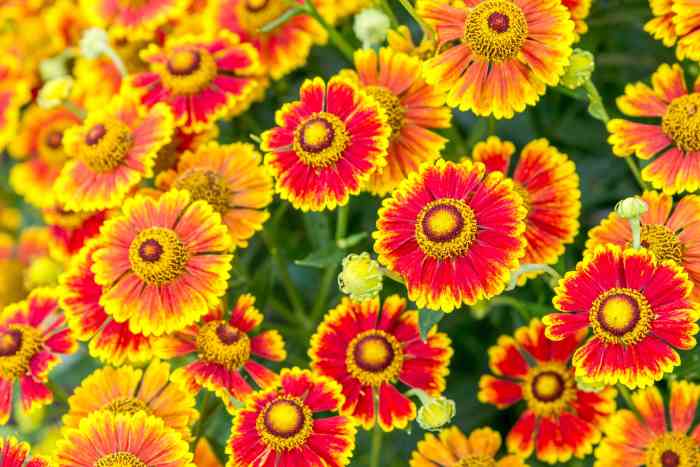 Best perennials to plant in fall