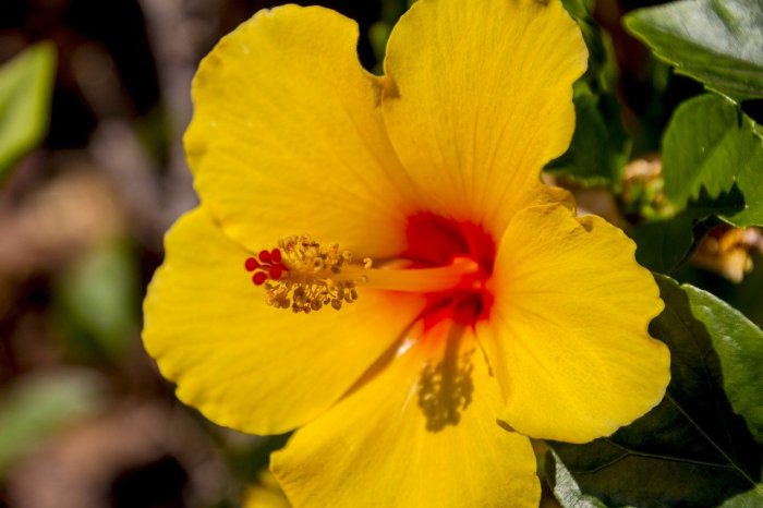 How to harvest hibiscus seeds