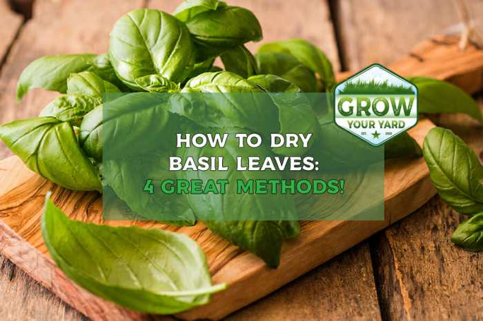 How to dry basil