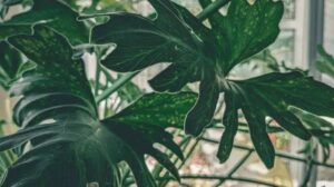 How to Fertilize a Monstera: A Guide to Thriving Plants