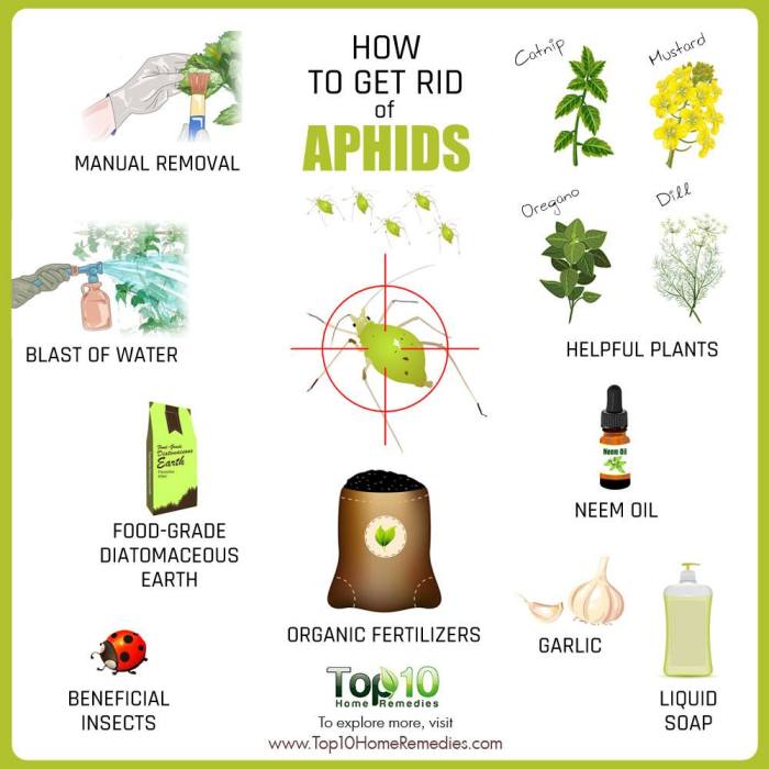 How to get rid of aphids on houseplants