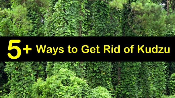 How to get rid of kudzu bugs