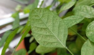 How to Get Rid of Spider Mites on Houseplants