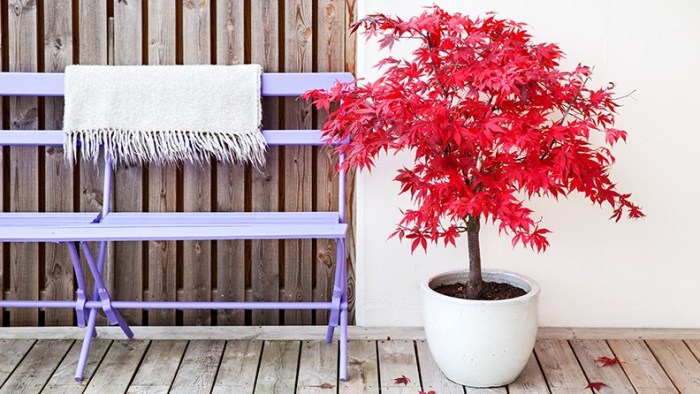 Japanese containers maples maple growing tree garden container pots trees cozylittlehouse acer potted grow palmatum found here gardening article